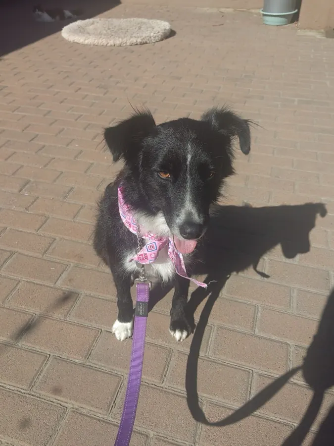 A happy collie cross wearing a pink bandana