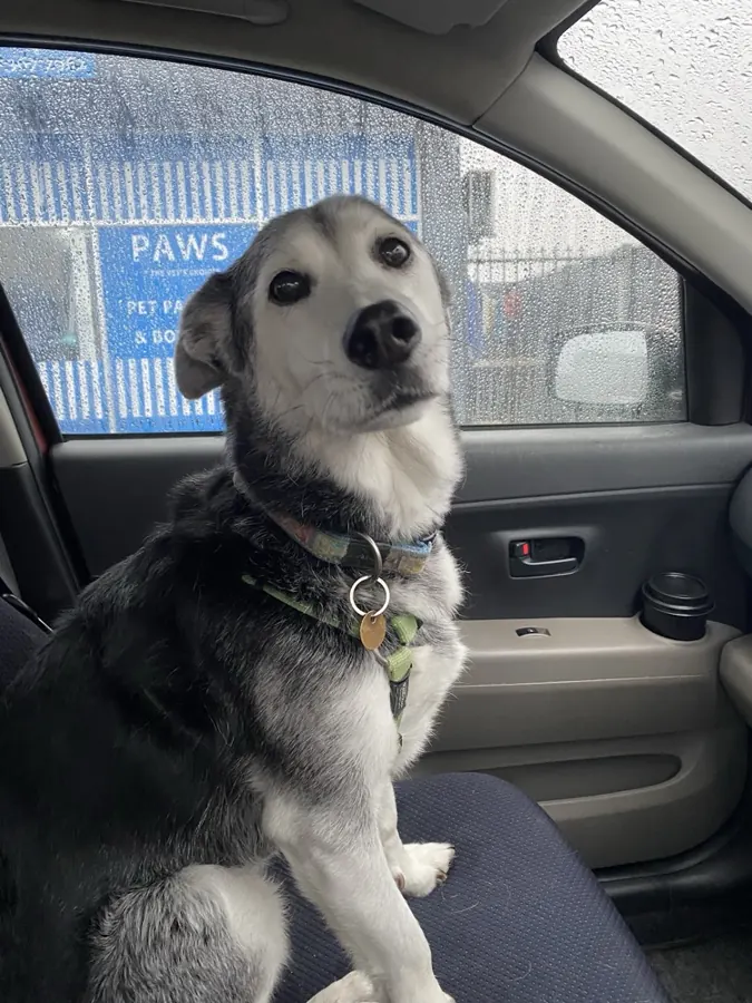 A husky cross in the car outside the Paws shop