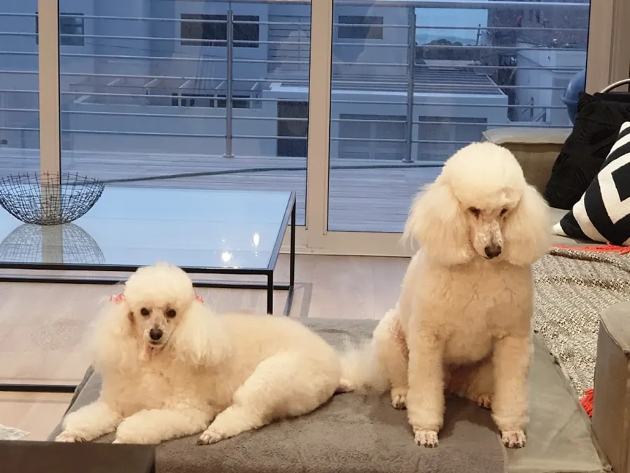Two freshly groomed apricot poodles