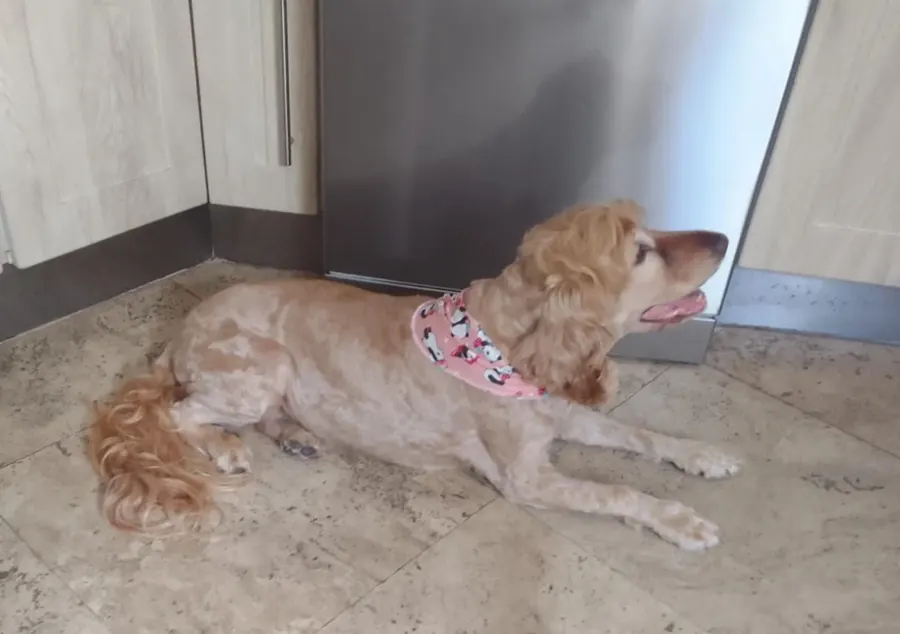 A cocker spaniel with a fresh trim and pink bandana