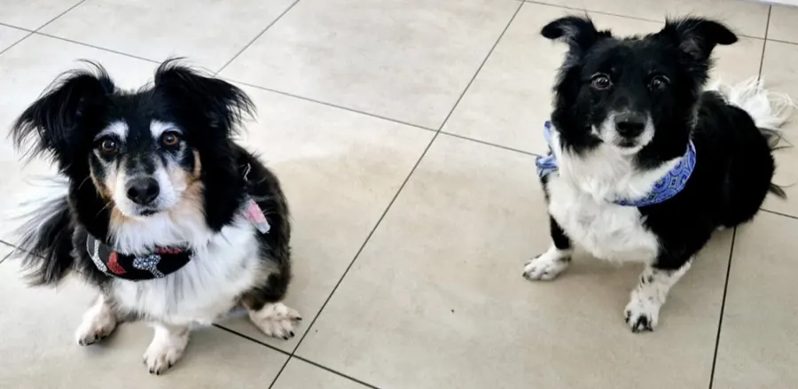 Two black and white dogs in bandanas after their groom