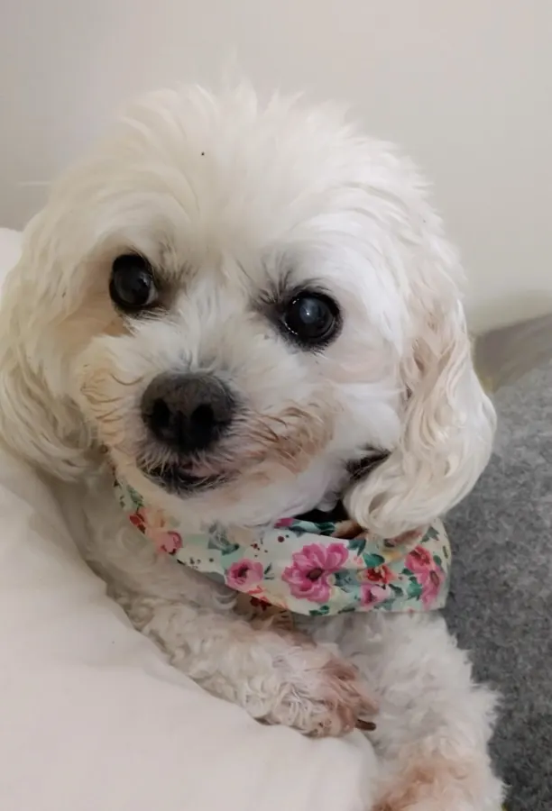 A fluffy white pup in a floral bandana