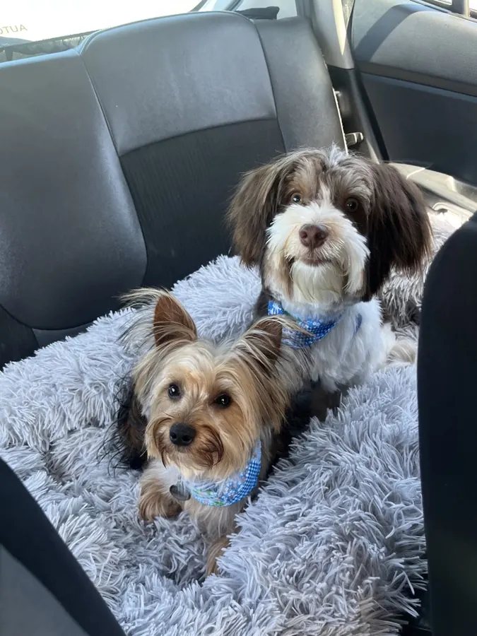 A Yorkie and a fluffy friend heading home after a groom