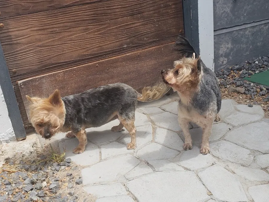 Two Yorkshire terriers with tidy trims